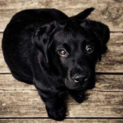 Rescue Paws Project Image